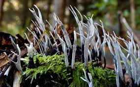 Attēlu rezultāti vaicājumam “Xylaria hypoxylon”