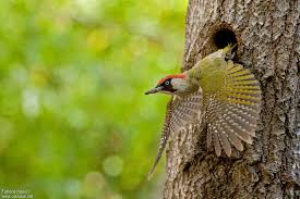 Attēlu rezultāti vaicājumam “Picus viridis”