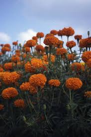 Attēlu rezultāti vaicājumam “Tagetes flower”
