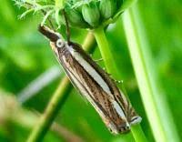 Attēlu rezultāti vaicājumam “Crambus silvella”
