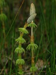 Attēlu rezultāti vaicājumam “Equisetum sylvaticum”