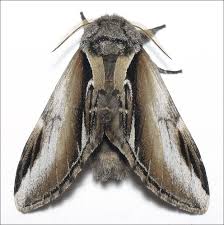 Attēlu rezultāti vaicājumam “Pheosia gnoma male”