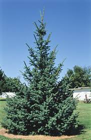 Attēlu rezultāti vaicājumam “Picea”