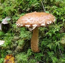 Attēlu rezultāti vaicājumam “Stropharia albocrenulata”