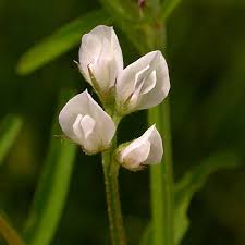 Attēlu rezultāti vaicājumam “Vicia hirsuta fruit”