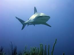 Image result for Carcharhinus perezii