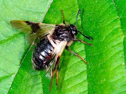 Attēlu rezultāti vaicājumam “Cimbicidae”