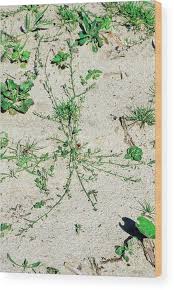 Attēlu rezultāti vaicājumam “Polygonum arenastrum”