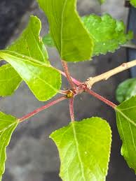 Attēlu rezultāti vaicājumam “Populus simonii leaf”