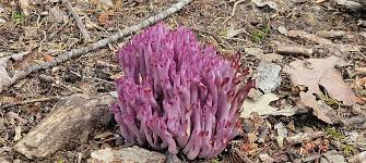 Attēlu rezultāti vaicājumam “Clavaria zollingeri”