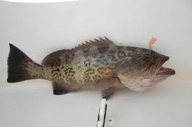 Image result for Mycteroperca microlepis