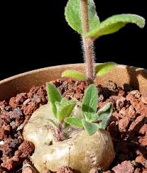 Image result for Sinningia