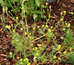 Image result for Matricaria recutita (chamomilla)