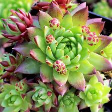 Attēlu rezultāti vaicājumam “Hygroamblystegium humile sporophyte”