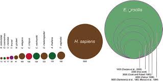 Image result for genome sizes