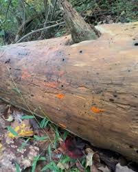 Attēlu rezultāti vaicājumam “Hemitrichia decipiens stalked”