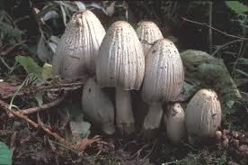 Attēlu rezultāti vaicājumam “Coprinus atramentarius”