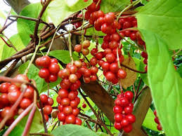 Attēlu rezultāti vaicājumam “Schisandra chinensis”