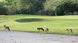 Image result for Hartlepool Coyotes