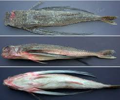 Image result for Dactylopterus volitans