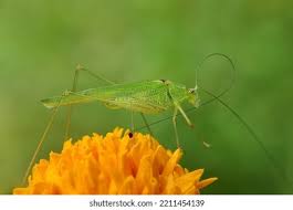 Attēlu rezultāti vaicājumam “Phaneroptera falcata”