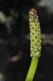 Attēlu rezultāti vaicājumam “Potamogeton lucens leaf”