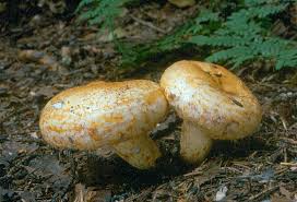 Attēlu rezultāti vaicājumam “Lactarius repraesentaneus”