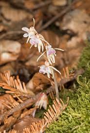 Attēlu rezultāti vaicājumam “Epipogium aphyllum”