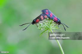 Attēlu rezultāti vaicājumam “Zygaena filipendulae”