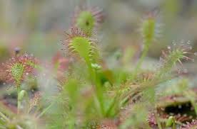 Attēlu rezultāti vaicājumam “Drosera intermedia”