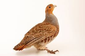 Attēlu rezultāti vaicājumam “Perdix perdix”