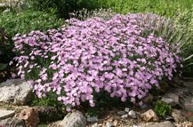 Image result for Dianthus