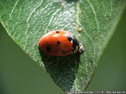 Attēlu rezultāti vaicājumam “Coccinella septempunctata imago”