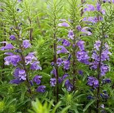 Image result for Dracocephalum moldavicum