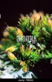 Attēlu rezultāti vaicājumam “Orthotrichum affine var. affine sporophyte”