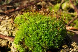 Attēlu rezultāti vaicājumam “Ceratodon purpureus”