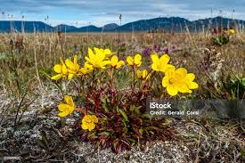Attēlu rezultāti vaicājumam “Saxifraga hirculus”