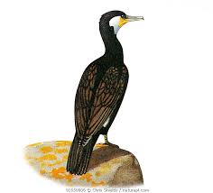 Image result for Phalacrocorax carbo