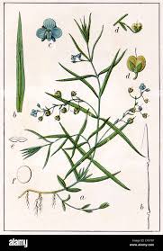 Attēlu rezultāti vaicājumam “Veronica scutellata”