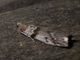 Attēlu rezultāti vaicājumam “Zophodia grossulariella”