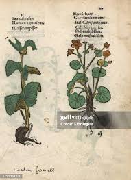 Attēlu rezultāti vaicājumam “Rumex aquaticus”