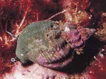 Image result for Buccinum undatum