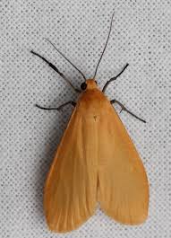 Attēlu rezultāti vaicājumam “Eilema sororcula”