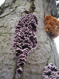 Attēlu rezultāti vaicājumam “Chondrostereum purpureum”