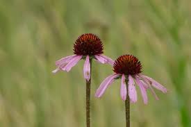 Image result for Echinacea angustifolia