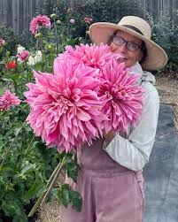 Image result for Dahlia x pinnata `Decorative Giants`