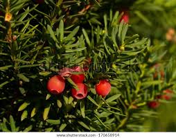 Attēlu rezultāti vaicājumam “Taxus baccata fruit”