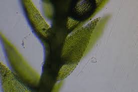 Attēlu rezultāti vaicājumam “Dicranella staphylina cells”