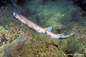 Image result for Scyliorhinus canicula
