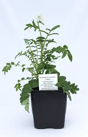 Image result for Polemonium coeruleum album